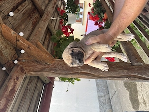 Vând cățeluși Cane Corso  - imagine 4