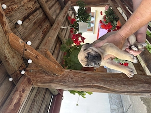 Vând cățeluși Cane Corso 