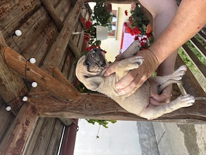 Vând cățeluși Cane Corso  - imagine 3