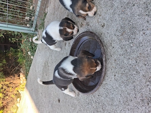 Beagle de 6 saptamani deparazitati - imagine 3