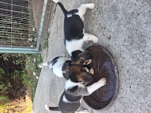 Beagle de 6 saptamani deparazitati