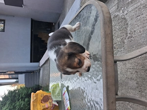 Beagle de 6 saptamani deparazitati - imagine 4