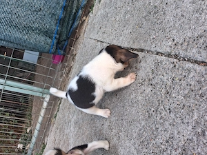 Beagle de 6 saptamani deparazitati - imagine 2