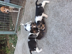 Beagle de 6 saptamani deparazitati - imagine 5