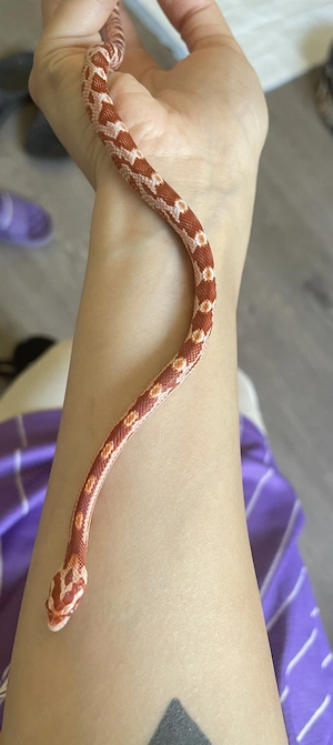 Corn Snake femelă + terariu și accesorii  - imagine 2