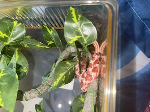 Corn Snake femelă + terariu și accesorii  - imagine 4