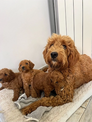 Goldendoodle F1B   pui disponibili pentru rezervare - imagine 4
