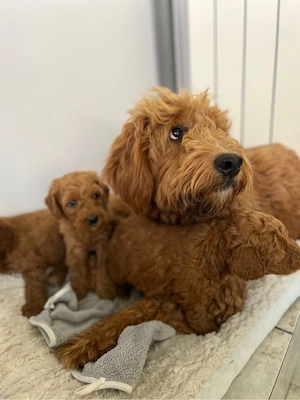 Goldendoodle F1B   pui disponibili pentru rezervare - imagine 2