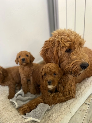 Goldendoodle F1B   pui disponibili pentru rezervare - imagine 3