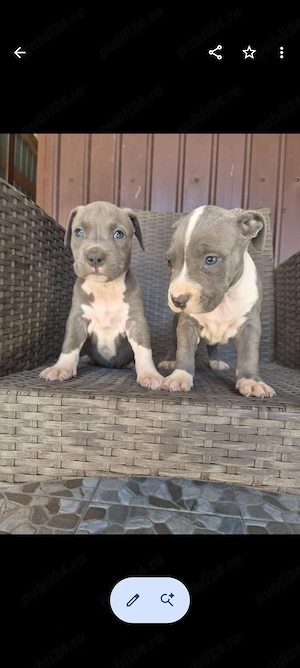 Căței Amstaff blue 