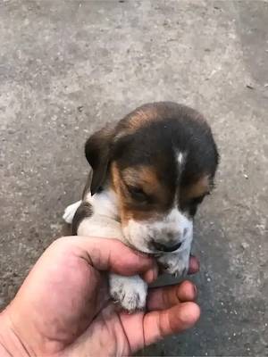 beagle tricolori
