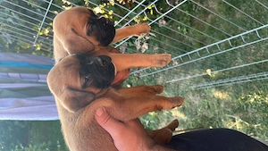 Pui cățel boxer german , galben,  - imagine 3