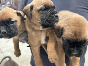 Pui cățel boxer german , galben,  - imagine 4