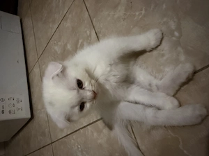 Scottish fold alb - imagine 2