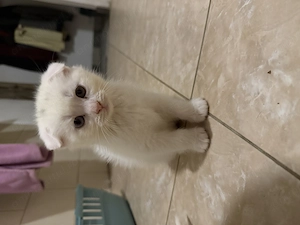 Scottish fold alb