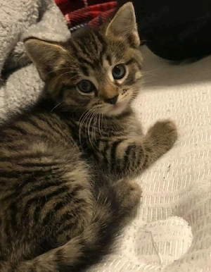 American Shorthair - imagine 2