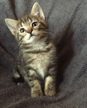 American Shorthair - imagine 3