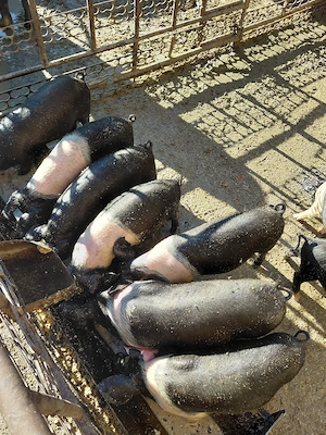 Purcei de vanzare