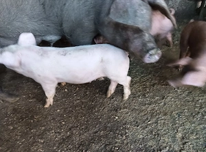 Porci de vânzare  - imagine 3