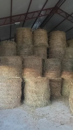 Balot lucerna 