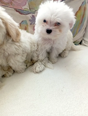 catei bichon maltez  - imagine 2