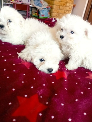 catei bichon maltez 