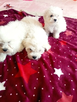 catei bichon maltez  - imagine 4