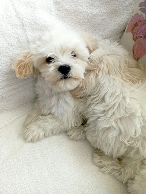catei bichon maltez  - imagine 5