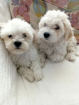 catei bichon maltez  - imagine 3