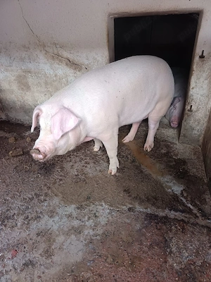 Porci grasi - imagine 3
