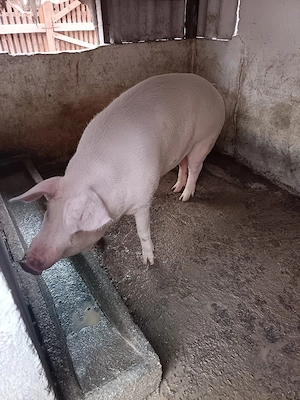 Porci grasi - imagine 5