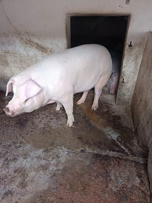 Porci grasi - imagine 4