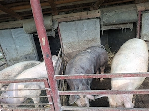 Vand porci de taiat sau arvunit pentru craciun  - imagine 3
