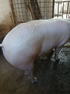 Porc de vanzare - imagine 4