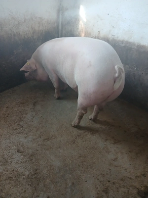 Porc de vanzare