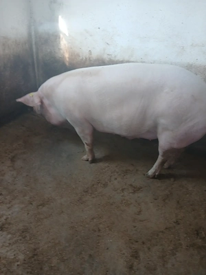 Porc de vanzare - imagine 2
