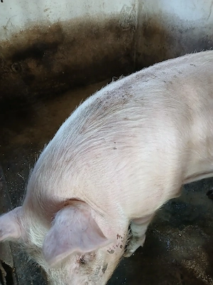 Porc de vanzare - imagine 3