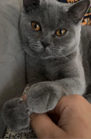 pisica british shorthair de 6 luni  - imagine 2