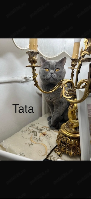 pisica british shorthair de 6 luni  - imagine 3