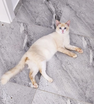 motan spre adopție  - imagine 3