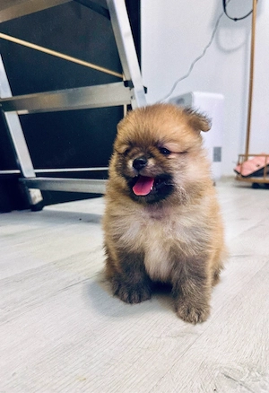 Pui Pomeranian - 3 baieței - imagine 4
