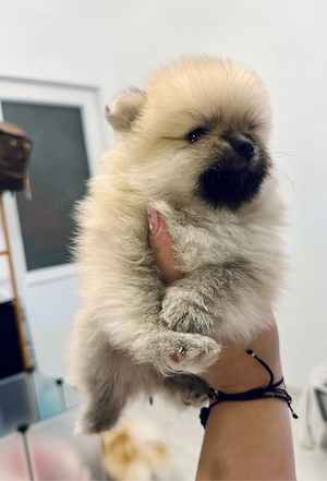 Pui Pomeranian - 3 baieței - imagine 2