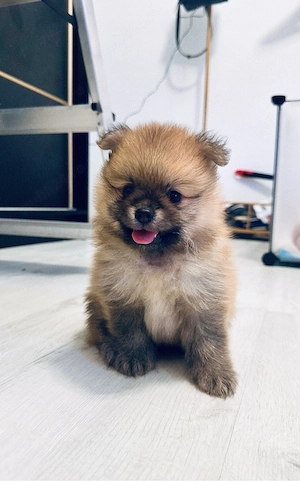 Pui Pomeranian - 3 baieței - imagine 5