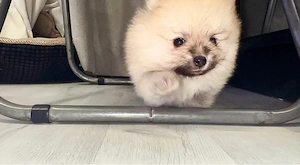Pui Pomeranian - 3 baieței