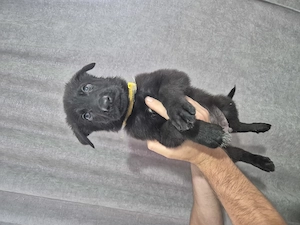 PUI CIOBĂNESC GERMAN   2 LUNI    Disponibili 6 puiuți.  - imagine 4