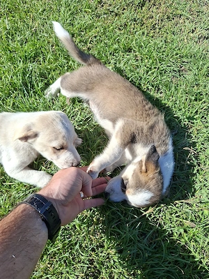 Dau spre adoptie catei talie mica.