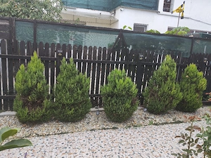 Trandafiri si braduti 150 lei tot