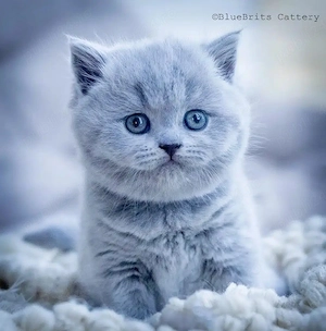 British shorthair blue rasa pura poza reala - imagine 5
