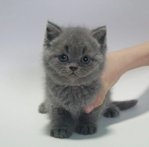 British shorthair blue rasa pura poza reala - imagine 4