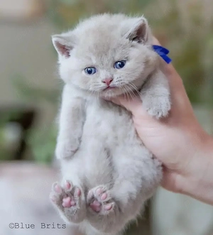British shorthair blue rasa pura poza reala - imagine 3
